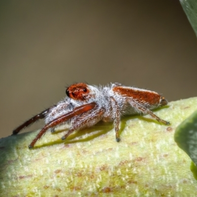 Opisthoncus sp. (genus) (Unidentified Opisthoncus jumping spider) at Googong, NSW - 25 Feb 2021 by WHall