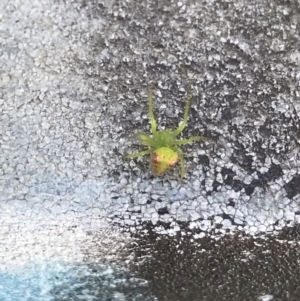 Araneus circulissparsus (species group) at Stirling, ACT - 27 Feb 2021