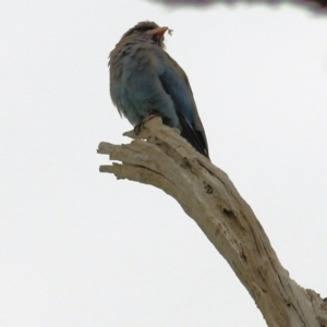 Eurystomus orientalis at West Wodonga, VIC - 27 Feb 2021