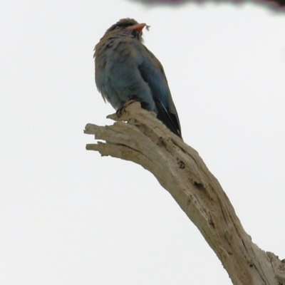 Eurystomus orientalis (Dollarbird) at West Wodonga, VIC - 27 Feb 2021 by Kyliegw