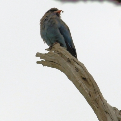 Eurystomus orientalis (Dollarbird) at West Wodonga, VIC - 27 Feb 2021 by KylieWaldon