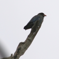 Eurystomus orientalis at West Wodonga, VIC - 27 Feb 2021 12:27 PM