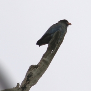 Eurystomus orientalis at West Wodonga, VIC - 27 Feb 2021