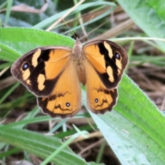 Heteronympha merope (Common Brown Butterfly) at Wodonga - 27 Feb 2021 by Kyliegw