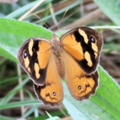 Heteronympha merope at Felltimber Creek NCR - 27 Feb 2021 12:40 PM