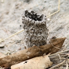 Unidentified Ant (Hymenoptera, Formicidae) at Wodonga - 27 Feb 2021 by Kyliegw