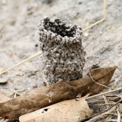 Unidentified Ant (Hymenoptera, Formicidae) at West Wodonga, VIC - 27 Feb 2021 by Kyliegw