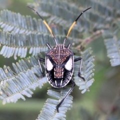 Poecilometis patruelis at West Wodonga, VIC - 27 Feb 2021 by Kyliegw