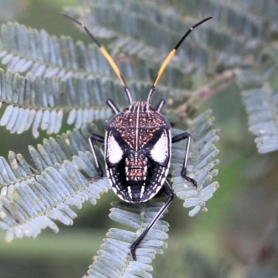 Unidentified Shield, Stink or Jewel Bug (Pentatomoidea) at West Wodonga, VIC - 27 Feb 2021 by Kyliegw