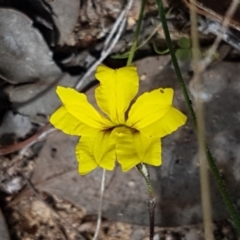 Goodenia hederacea subsp. hederacea (Ivy Goodenia, Forest Goodenia) at Karabar, NSW - 27 Feb 2021 by trevorpreston