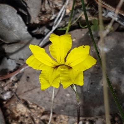 Goodenia hederacea subsp. hederacea (Ivy Goodenia, Forest Goodenia) at Karabar, NSW - 27 Feb 2021 by trevorpreston