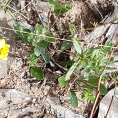 Goodenia hederacea subsp. hederacea at Karabar, NSW - 27 Feb 2021 02:48 PM