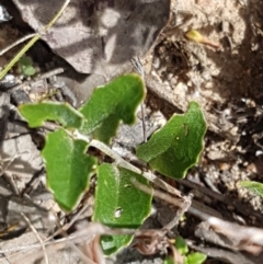 Goodenia hederacea subsp. hederacea at Karabar, NSW - 27 Feb 2021