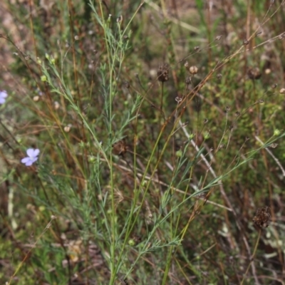 Linum marginale (Native Flax) at Gundaroo, NSW - 26 Feb 2021 by MaartjeSevenster