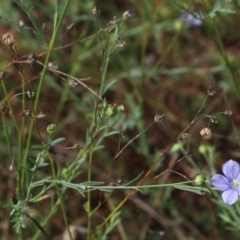 Linum marginale at Gundaroo, NSW - 27 Feb 2021 10:38 AM