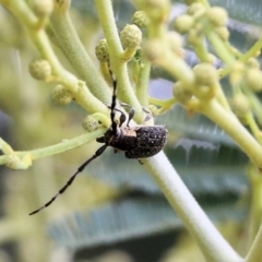 Ancita marginicollis (A longhorn beetle) at West Wodonga, VIC - 27 Feb 2021 by KylieWaldon