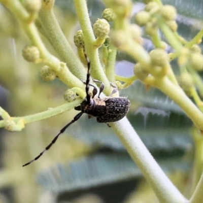 Ancita marginicollis (A longhorn beetle) at Wodonga - 27 Feb 2021 by Kyliegw