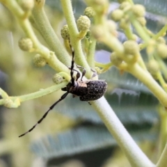 Ancita marginicollis (A longhorn beetle) at West Wodonga, VIC - 27 Feb 2021 by Kyliegw