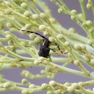 Ancita marginicollis at West Wodonga, VIC - 27 Feb 2021