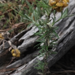 Chrysocephalum apiculatum (Common Everlasting) at Gundaroo, NSW - 27 Feb 2021 by MaartjeSevenster