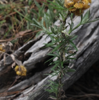 Chrysocephalum apiculatum (Common Everlasting) at Gundaroo, NSW - 27 Feb 2021 by MaartjeSevenster