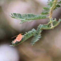 Unverified Moth (Lepidoptera) at West Wodonga, VIC - 27 Feb 2021 by KylieWaldon