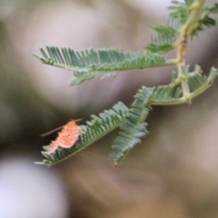 Unidentified Moth (Lepidoptera) at Wodonga - 27 Feb 2021 by KylieWaldon