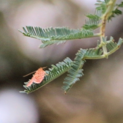 Unidentified Moth (Lepidoptera) at Wodonga - 27 Feb 2021 by Kyliegw