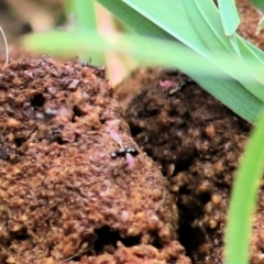 Sepsidae (family) (Ant fly) at Felltimber Creek NCR - 27 Feb 2021 by KylieWaldon