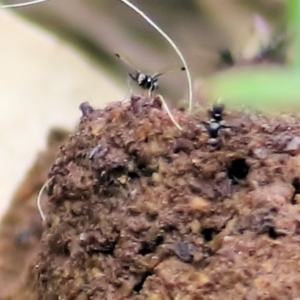 Pogonortalis doclea at Felltimber Creek NCR - 27 Feb 2021