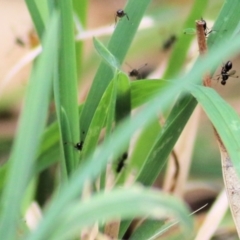 Pogonortalis doclea at Felltimber Creek NCR - 27 Feb 2021