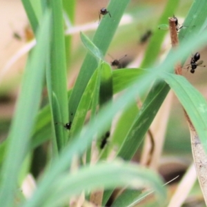 Pogonortalis doclea at Felltimber Creek NCR - 27 Feb 2021