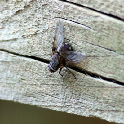 Unidentified Bristle Fly (Tachinidae) at West Wodonga, VIC - 27 Feb 2021 by Kyliegw