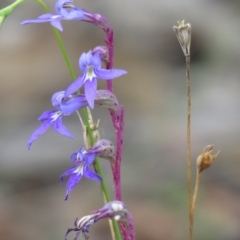 Lobelia gibbosa (Tall Lobelia) at Cuumbeun Nature Reserve - 27 Feb 2021 by SandraH