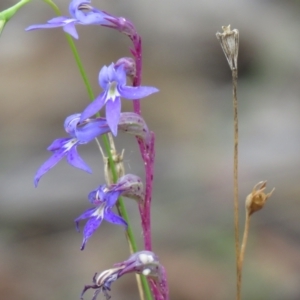 Lobelia gibbosa at Carwoola, NSW - 27 Feb 2021