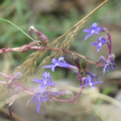 Lobelia gibbosa at Carwoola, NSW - 27 Feb 2021