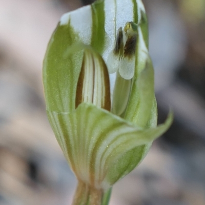 Diplodium sp. (A Greenhood) at MTR591 at Gundaroo - 22 Feb 2021 by MaartjeSevenster