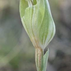 Diplodium sp. at Gundaroo, NSW - 22 Feb 2021