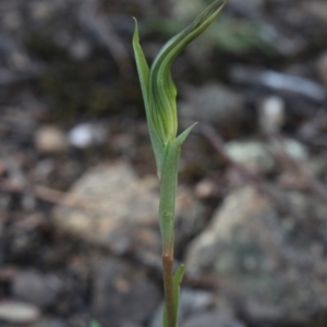 Diplodium sp. at Gundaroo, NSW - 22 Feb 2021