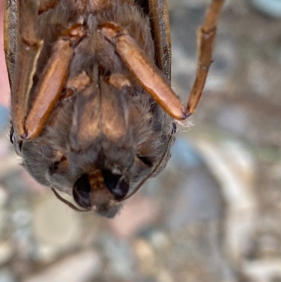Abantiades (genus) (A Swift or Ghost moth) at Molonglo Gorge - 15 Feb 2021 by Ghostbat
