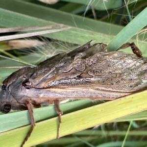 Abantiades (genus) at Kowen, ACT - 16 Feb 2021