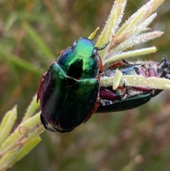 Repsimus manicatus montanus (Green nail beetle) at Paddys River, ACT - 27 Feb 2021 by FeralGhostbat