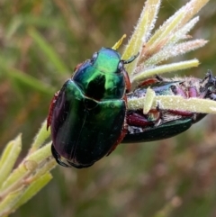 Repsimus manicatus montanus (Green nail beetle) at Point Hut to Tharwa - 26 Feb 2021 by Ghostbat