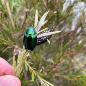 Repsimus manicatus montanus at Paddys River, ACT - 27 Feb 2021 09:05 AM