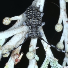 Ancita marginicollis (A longhorn beetle) at Mount Ainslie - 26 Feb 2021 by jb2602
