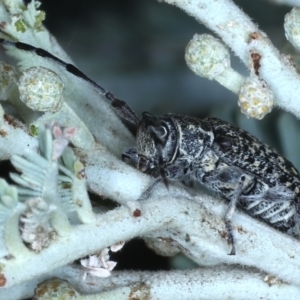 Ancita marginicollis at Majura, ACT - 26 Feb 2021