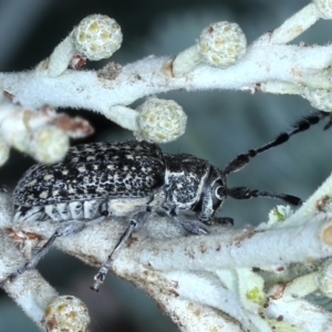 Ancita marginicollis at Majura, ACT - 26 Feb 2021