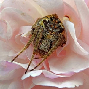 Araneinae (subfamily) at Crooked Corner, NSW - 26 Feb 2021 06:05 PM