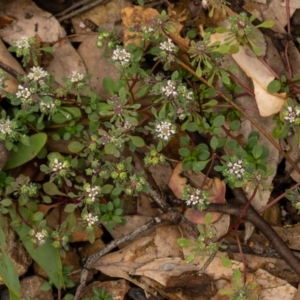 Poranthera microphylla at Cotter River, ACT - 24 Feb 2021