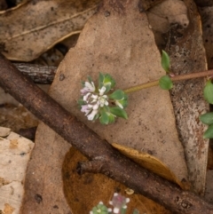 Poranthera microphylla at Cotter River, ACT - 24 Feb 2021